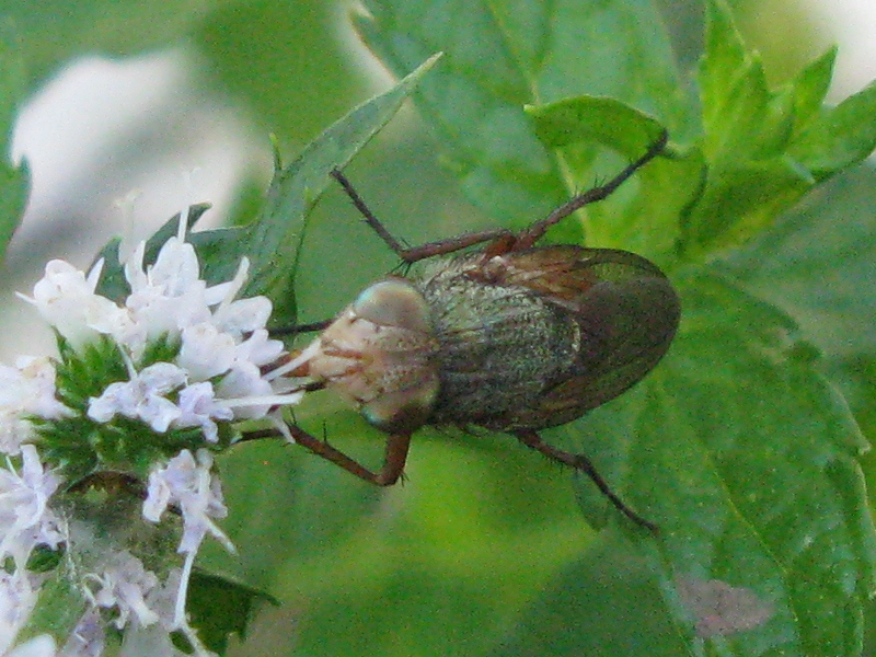 Rhyncomya sp  (Calliphoridae)